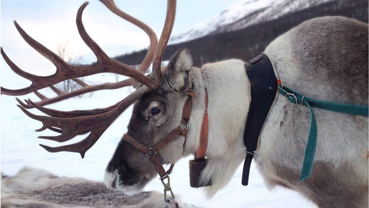 En Suède, les rennes n'ont pas suffisamment de neige pour démarrer leur migration annuelle
