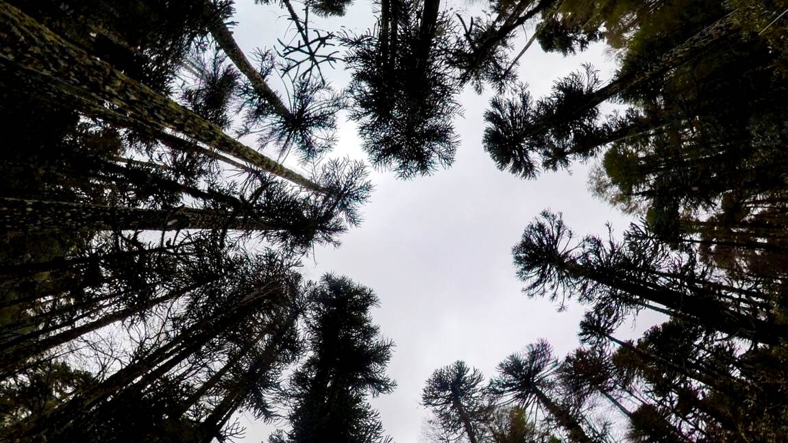 Au Chili, le risque d'une hétacombe plane sur les forêts de pins millénaires