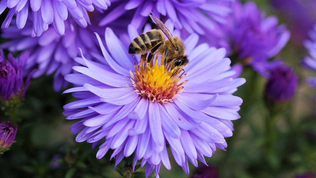 Le premier vaccin pour insectes pourrait aider à sauver les abeilles