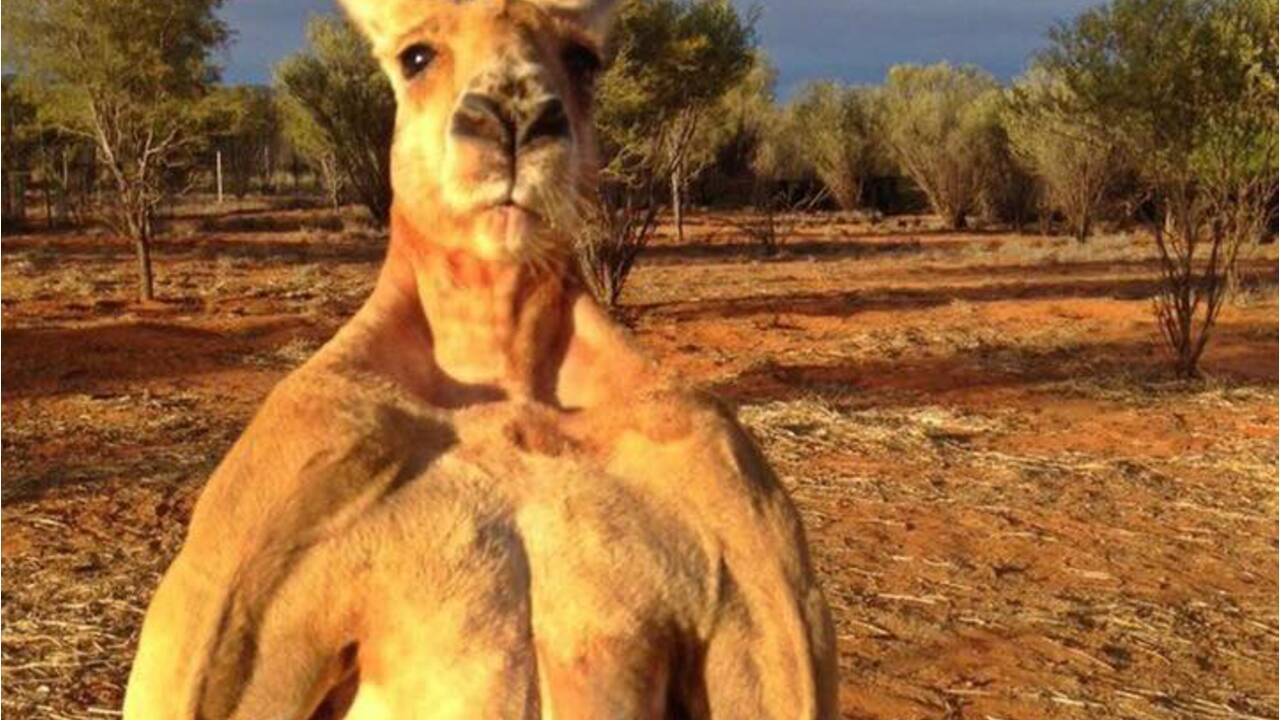 Roger, le célèbre kangourou "culturiste" est mort en Australie