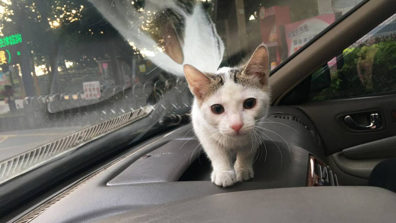 Voyager Avec Un Chat Ce Qu Il Faut Savoir Geo Fr