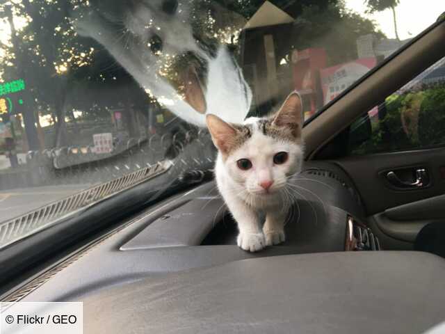 Voyager Avec Un Chat Ce Qu Il Faut Savoir Geo Fr