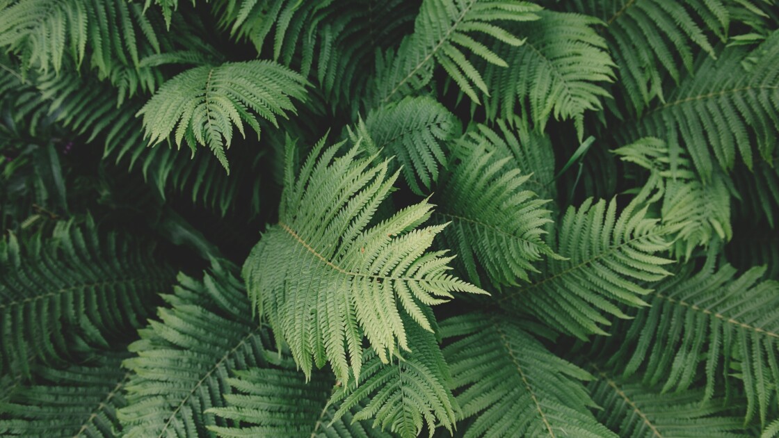 photo de plantes