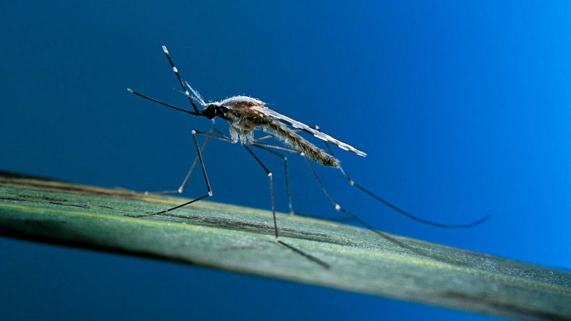 Quelles sont les zones infestées par le paludisme ?