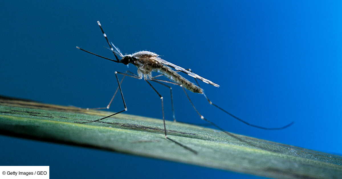 Quelles Sont Les Zones Infestees Par Le Paludisme Geo Fr