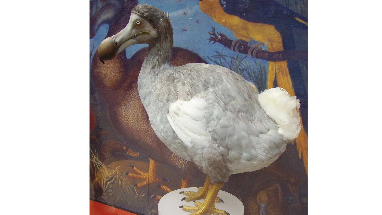 Ce que l’on sait vraiment sur le dodo, l’oiseau mythique de l’île Maurice
