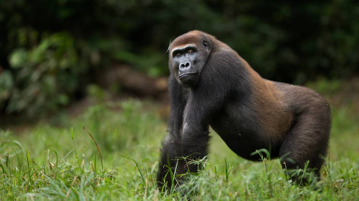 La République du Congo inaugure un nouveau parc national pour protéger les espèces en danger