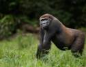 La République du Congo inaugure un nouveau parc national pour protéger les espèces en danger