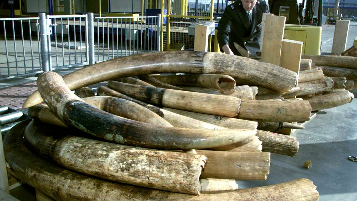 Pays-Bas: l'interdiction du commerce de l'ivoire durcie en 2019