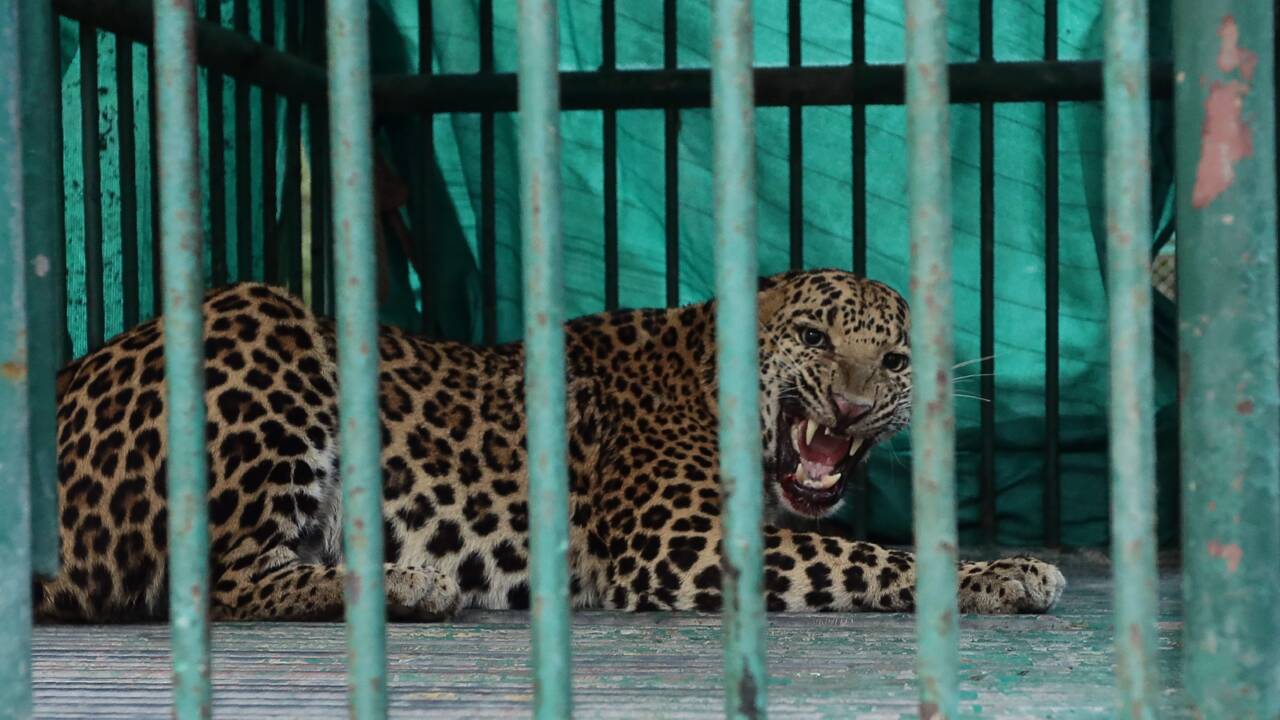 Inde : un léopard tue un enfant de trois ans