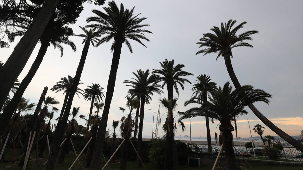 Il est déjà trop tard pour sauver tous les palmiers du littoral français, affirme l'Anses