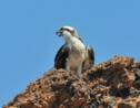 Les oiseaux de la réserve de Scandola en Corse menacés par le tourisme de masse