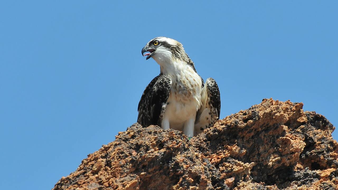 Les oiseaux de la réserve de Scandola en Corse menacés par le tourisme de masse