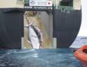 Le Japon songerait à quitter la CBI pour reprendre la chasse "commerciale" à la baleine