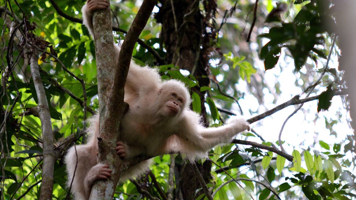 Un rarissime orang-outang albinos retrouve la jungle de Bornéo