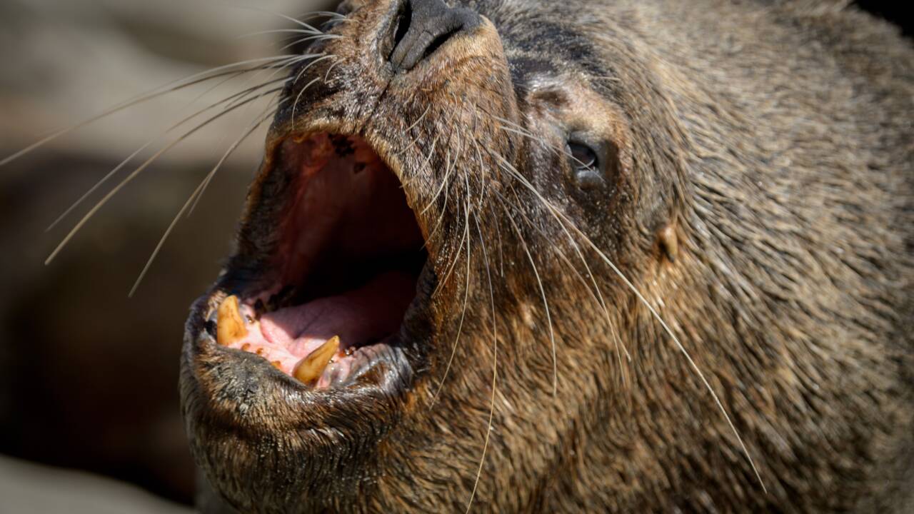 Les lions de mer, cauchemar des pêcheurs au Chili