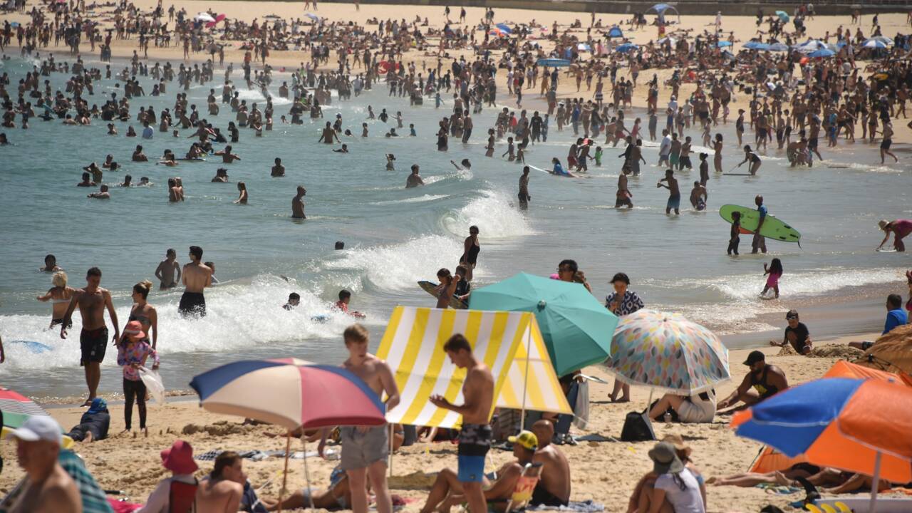 Australie: des milliers de nageurs victimes d'une invasion de physalies