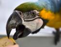 Les perroquets de Caracas, un spectacle bigarré dans la jungle urbaine