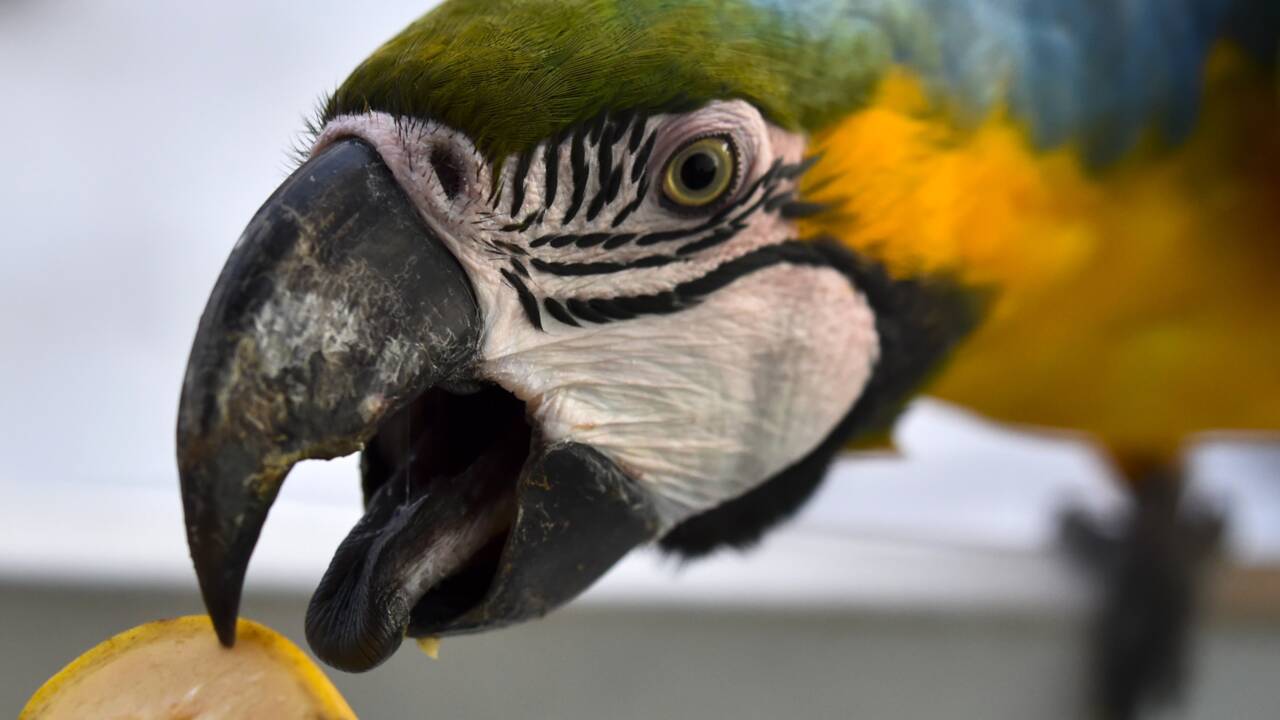 Les perroquets de Caracas, un spectacle bigarré dans la jungle urbaine