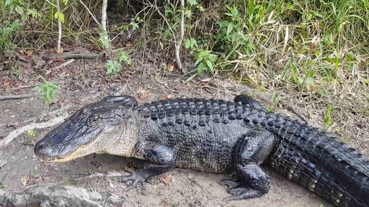 Après avoir frôlé l'extinction, l'alligator d'Amérique se porte (trop) bien