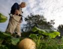 Jardiniers du dimanche, dites adieu aux pesticides chimiques