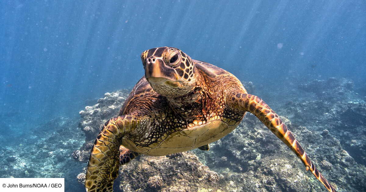 Le Rechauffement Climatique Pourrait Changer 90 Des Tortues Vertes En Femelles D Ici 2100 Geo Fr Le Rechauffement Climatique Pourrait Changer 90 Des Tortues Vertes En Femelles D Ici 2100 Geo Fr
