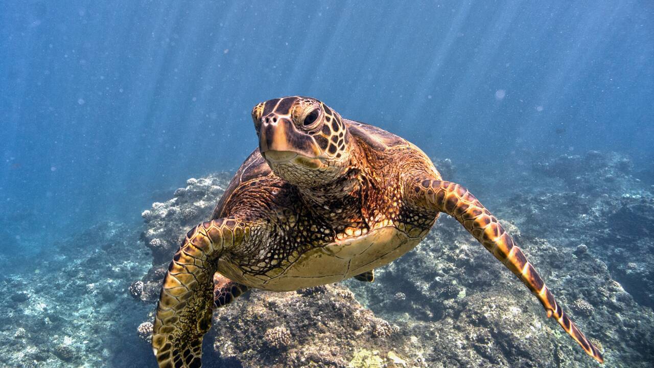 Le réchauffement climatique pourrait changer 90% des tortues vertes en femelles d'ici 2100