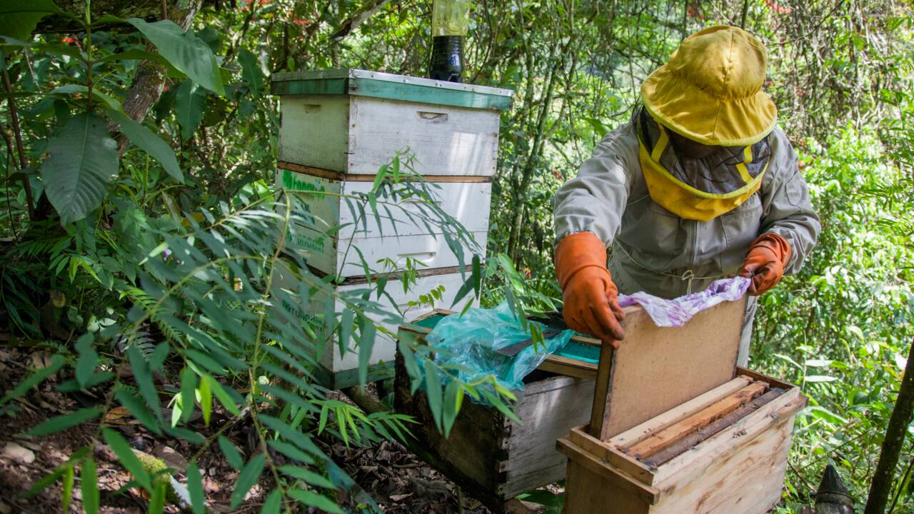 En Bolivie, les pesticides des plantations de coca menacent les abeilles