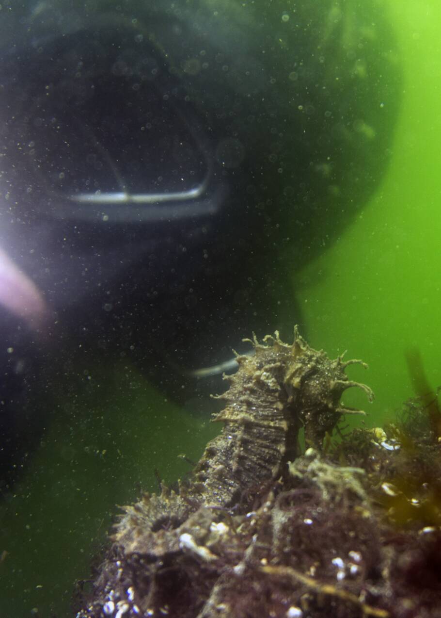 L'hippocampe moucheté, trésor de la lagune de Thau dans l'Hérault