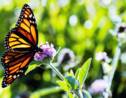 La population de papillons monarques a chuté de 86% en un an en Californie