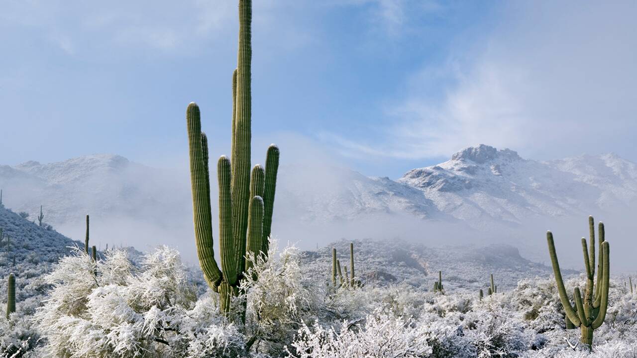 De rares chutes de neige changent le désert de l'Arizona en paysage glacé
