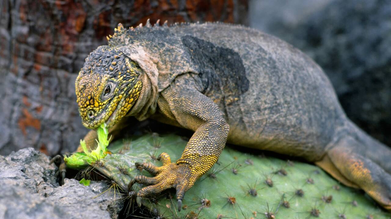 Aux Galápagos, 1400 iguanes réintroduits sur une île deux siècles après leur disparition