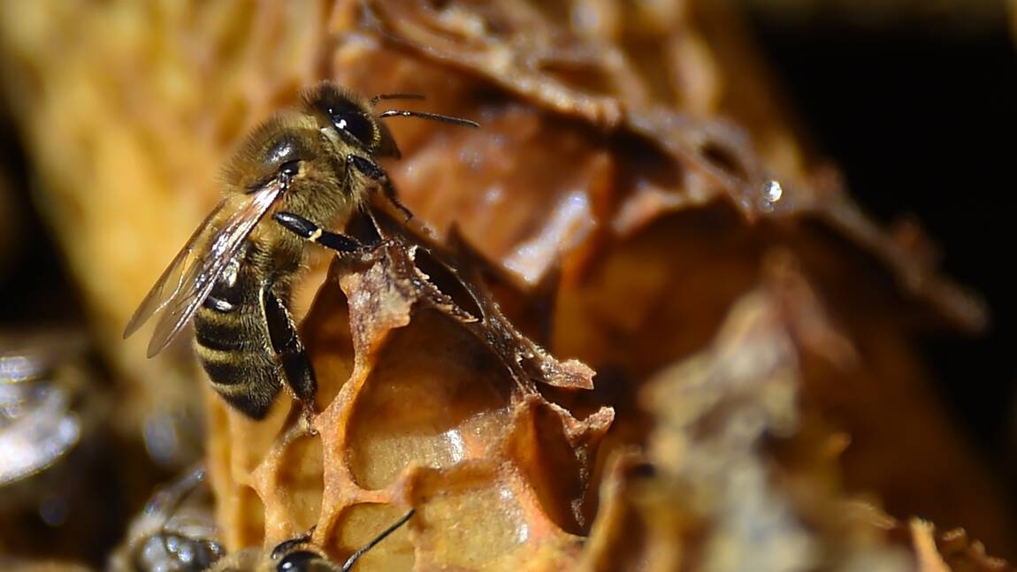 Climat : un été meurtrier pour les abeilles et le miel dans le Sud