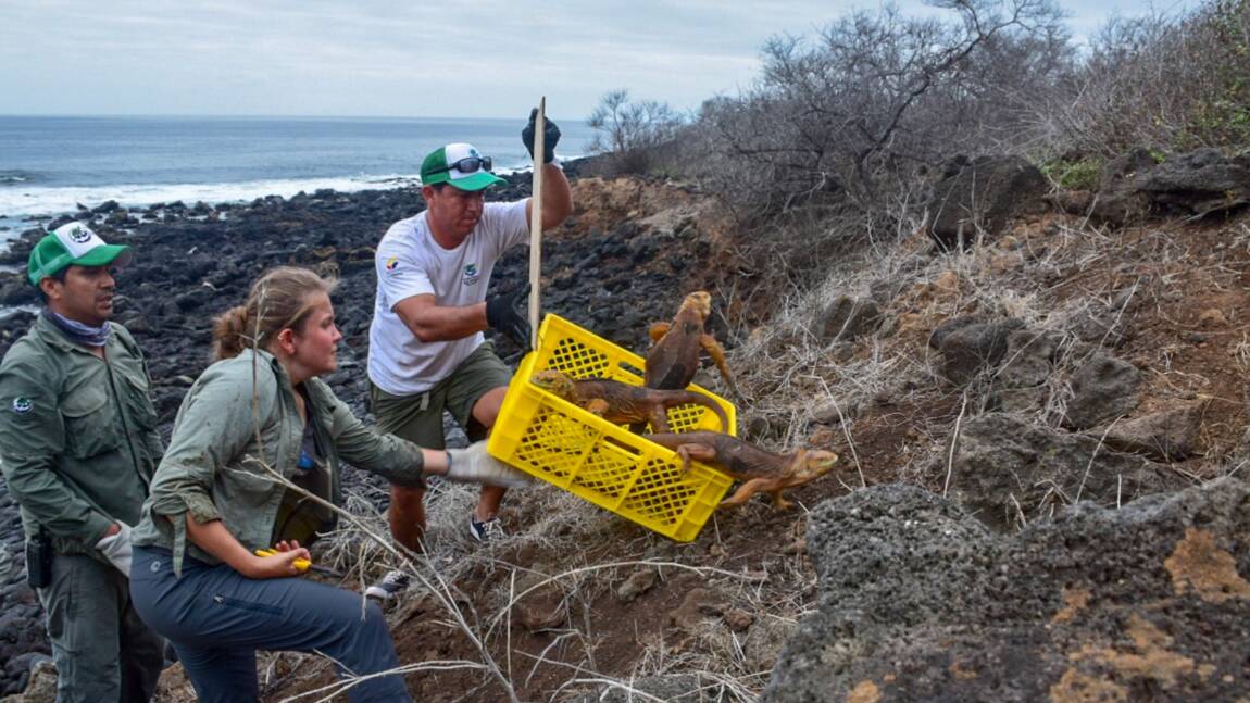 Des iguanes réintroduits sur une île des Galapagos où ils avaient disparu