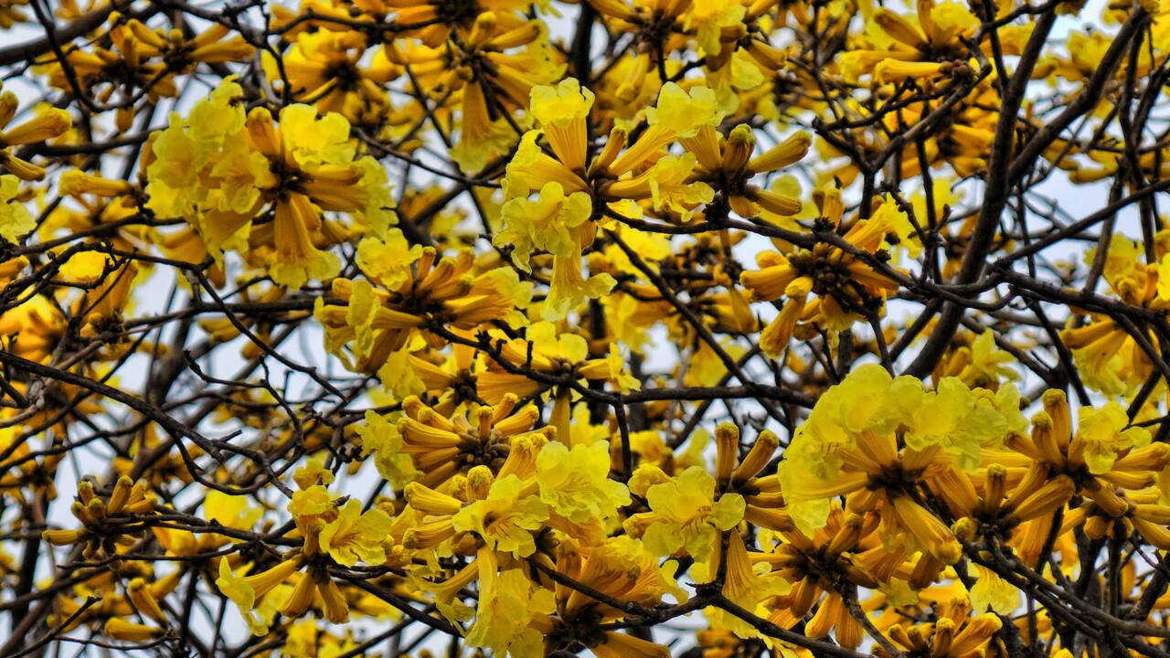 Une fois par an, cette forêt d'Equateur connaît une floraison exceptionnelle qui la recouvre de fleurs jaunes