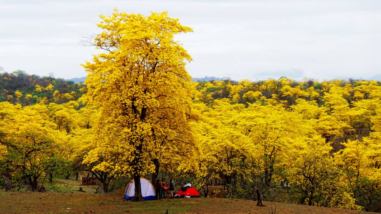 Une fois par an, cette forêt d'Equateur connaît une floraison exceptionnelle qui la recouvre de fleurs jaunes