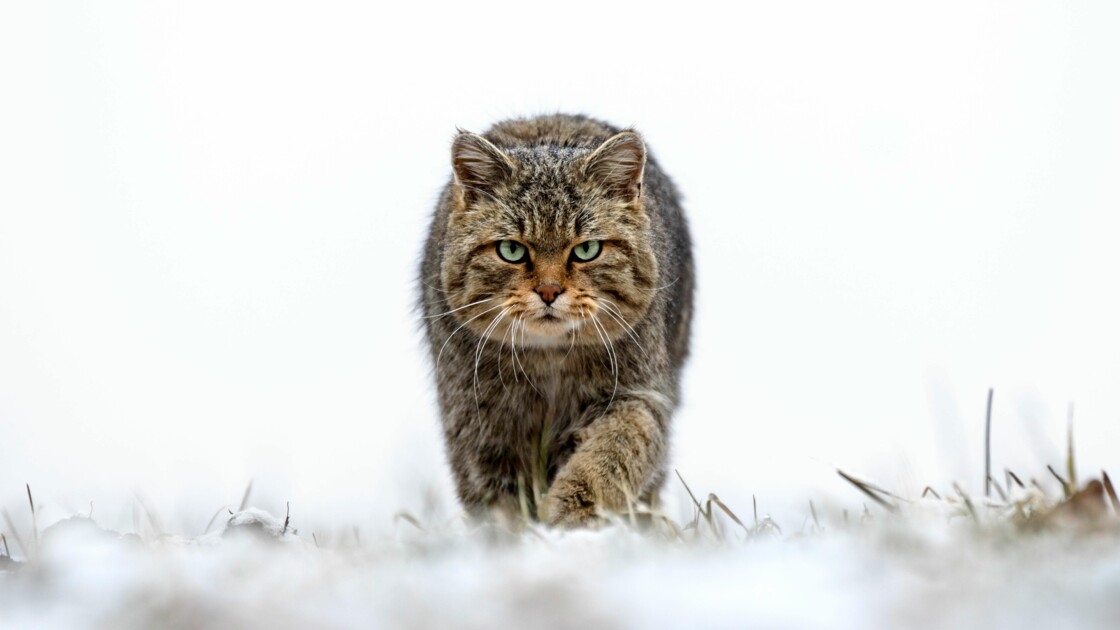 Photo Animaliere Les Plus Beaux Cliches De 2018 Geo Fr