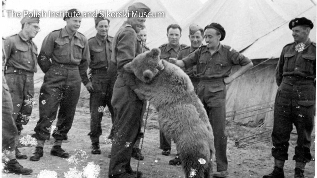 Le caporal Wojtek : un vrai "ours soldat", héros polonais de la Deuxième Guerre mondiale