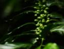 60% des espèces de café sauvage sont menacées d'extinction