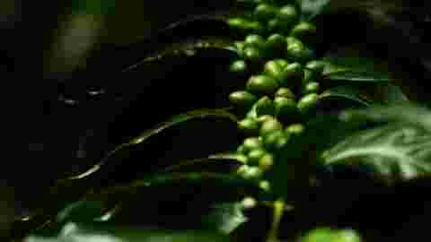 60% des espèces de café sauvage sont menacées d'extinction