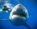 Des plongeurs nagent avec une femelle requin blanc au large d'Hawaii