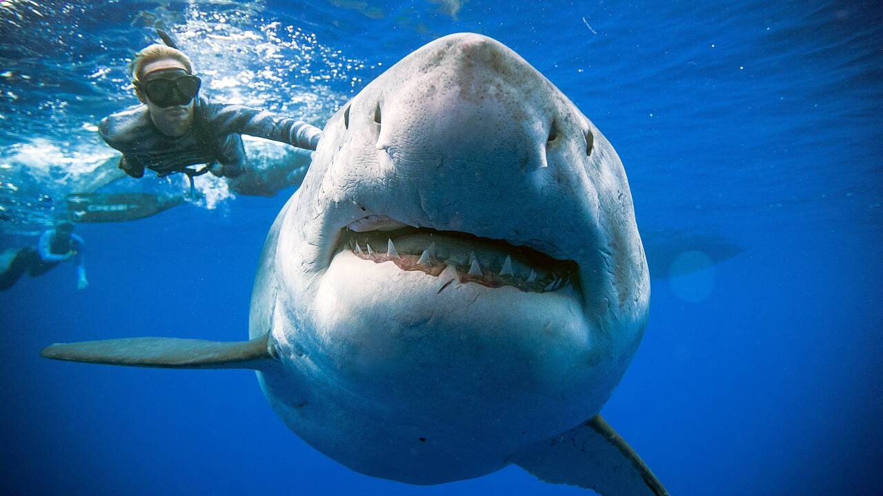 Des plongeurs nagent avec une femelle requin blanc au large d'Hawaii