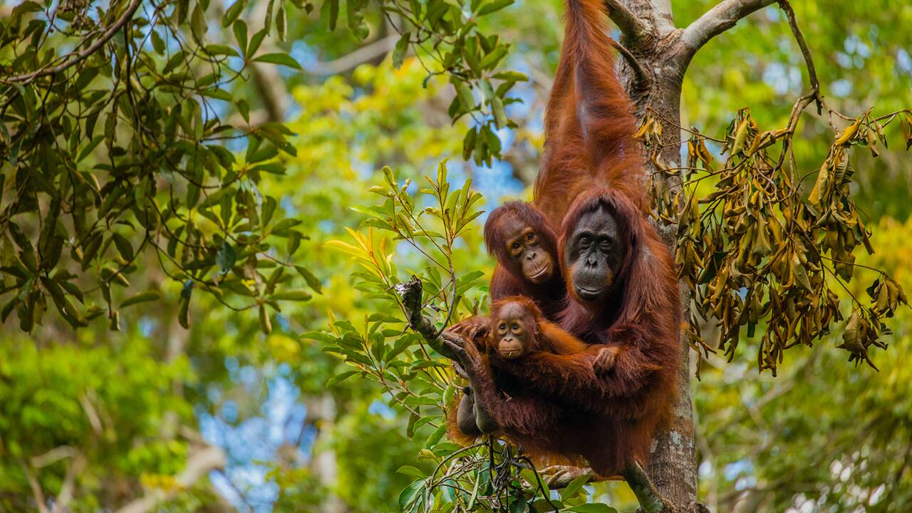 A Bornéo, une forêt peuplée d'orangs-outans bientôt sauvée grâce à la création d'une réserve ?