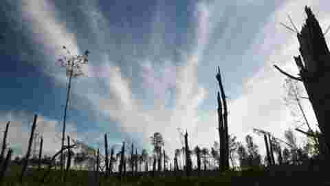 Dix ans après la tempête Klaus, la lente repousse de la forêt landaise