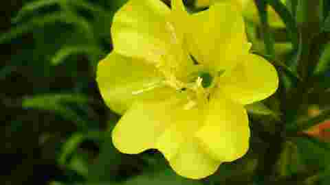 Les fleurs entendent et émettent des sons pour améliorer leur pollinisation