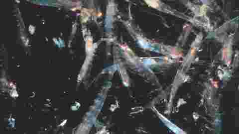 Le krill déserte l'océan Austral à cause du réchauffement climatique