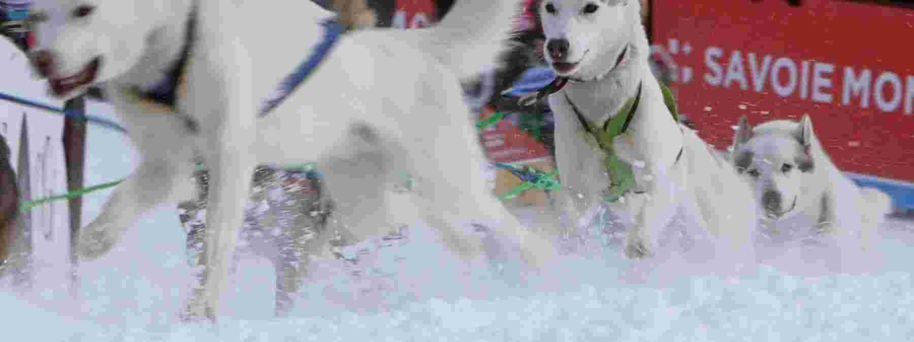 Grande Odyssée : les chiens de traîneau, ces athlètes de haut niveau