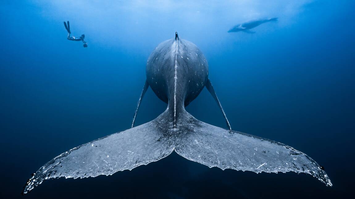 Océan : les plus belles photos de faune sous-marine capturées en 2018