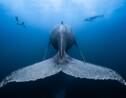 Océan : les plus belles photos de faune sous-marine capturées en 2018