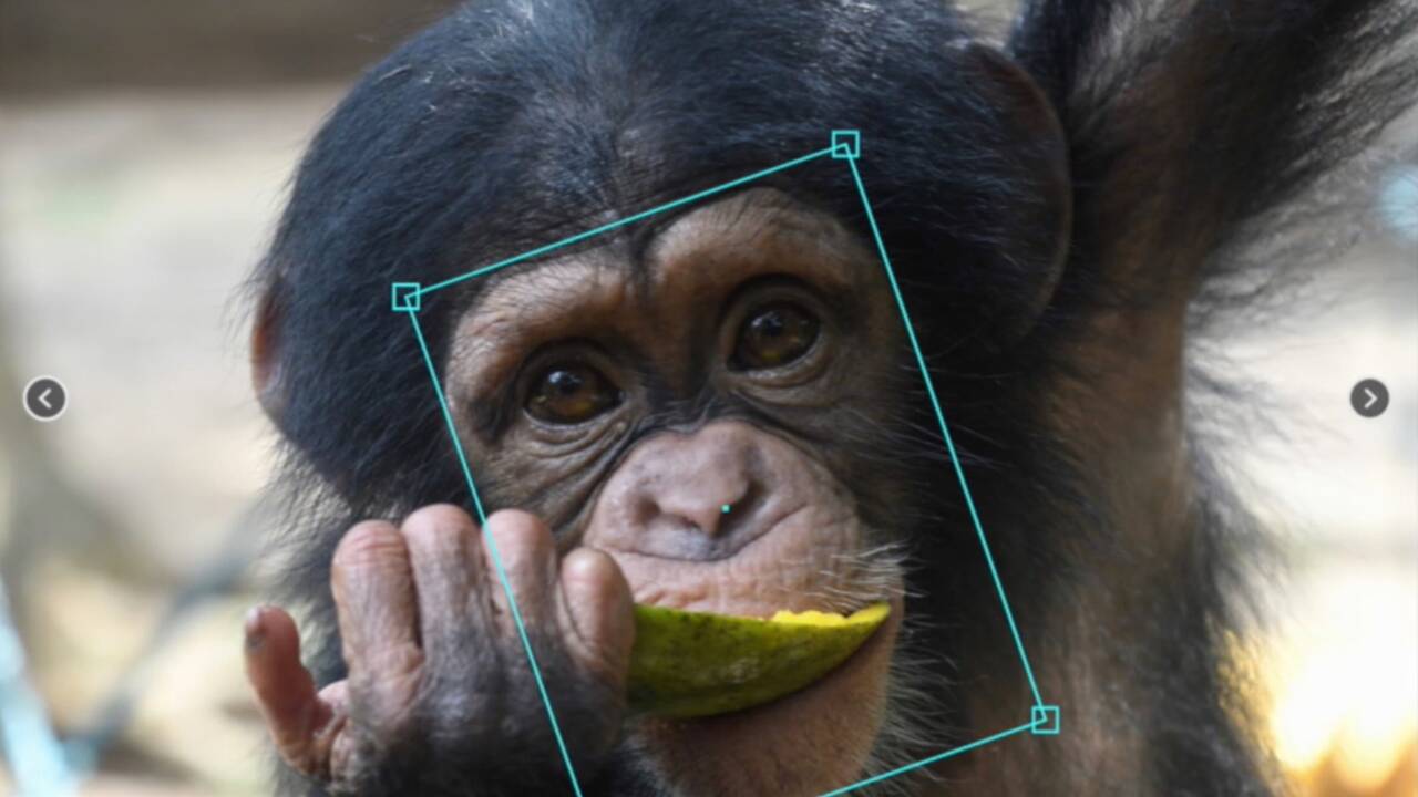 La reconnaissance faciale, nouvelle arme contre le trafic de chimpanzés ?